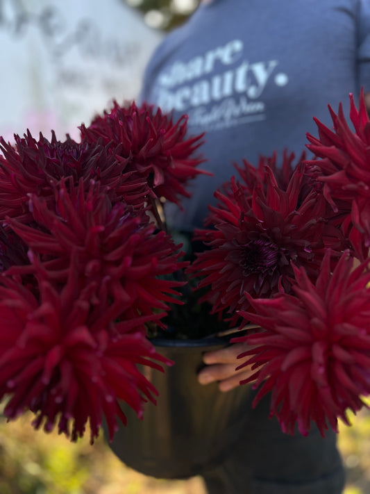 Chocolate and red and Dark Red Bloomquist Quill Dahlia Tubers from Triple Wren Farms