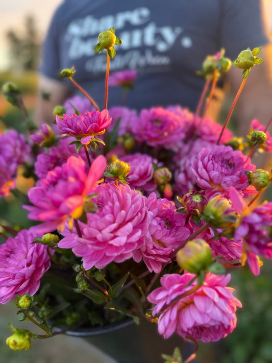 Sandia Flirt Dahlia Tuber