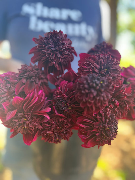 Soulman Dahlia Tuber