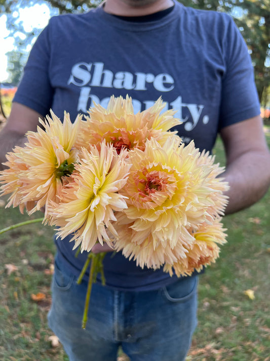 White and Cream and Light Yellow and Burnt Orange Lakeview Peach Fuzz Dahlia Tubers from Triple Wren Farms