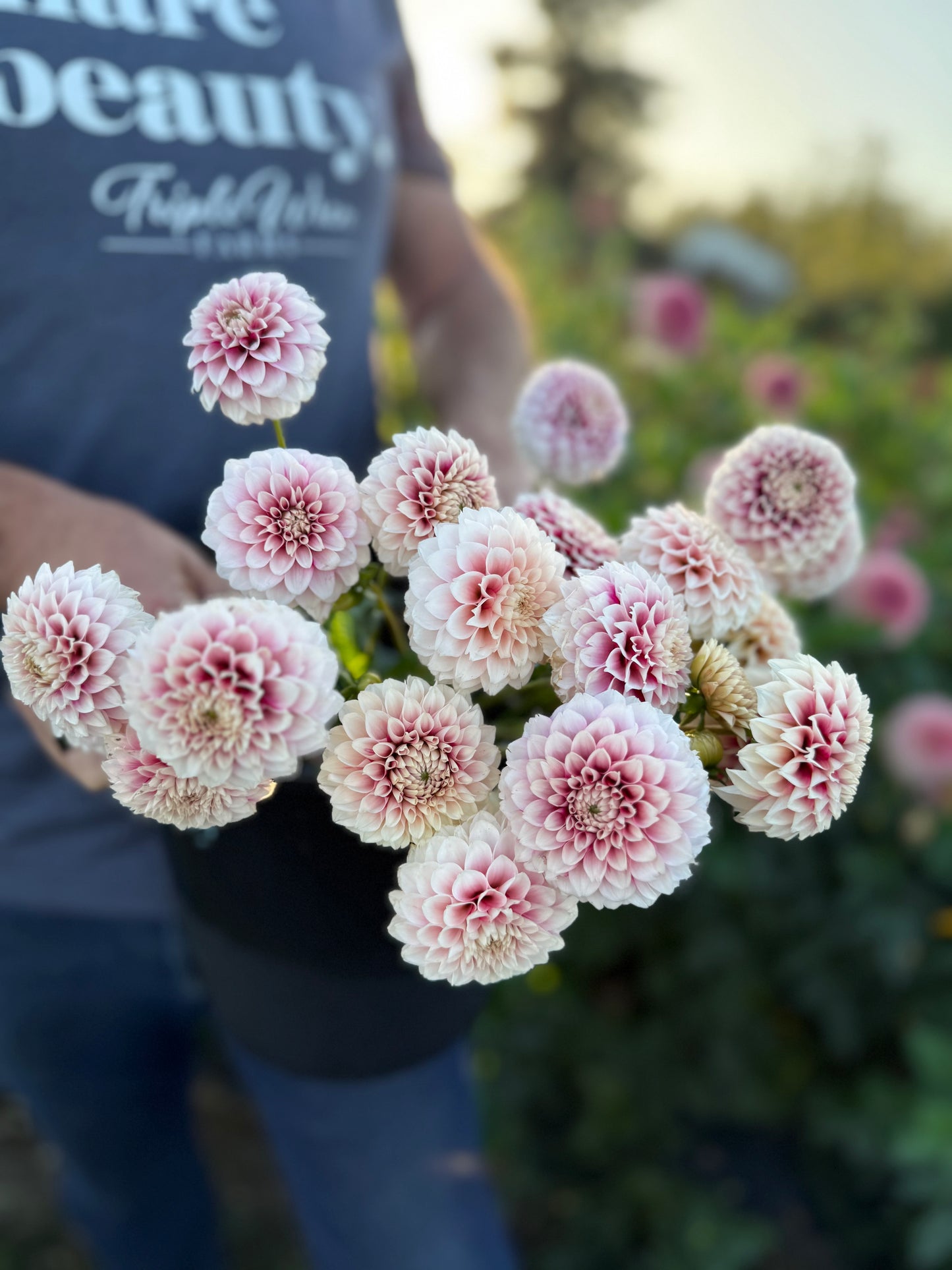 Bloomquist Fairytale Dahlia Tuber