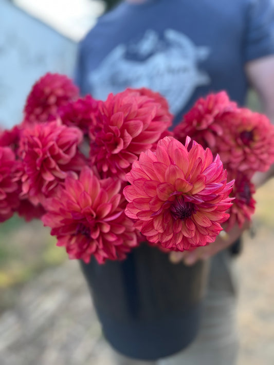 Cherry and Red and Coral and Pink dahlia tuber Bloomquist Footloose from Triple Wren Farms