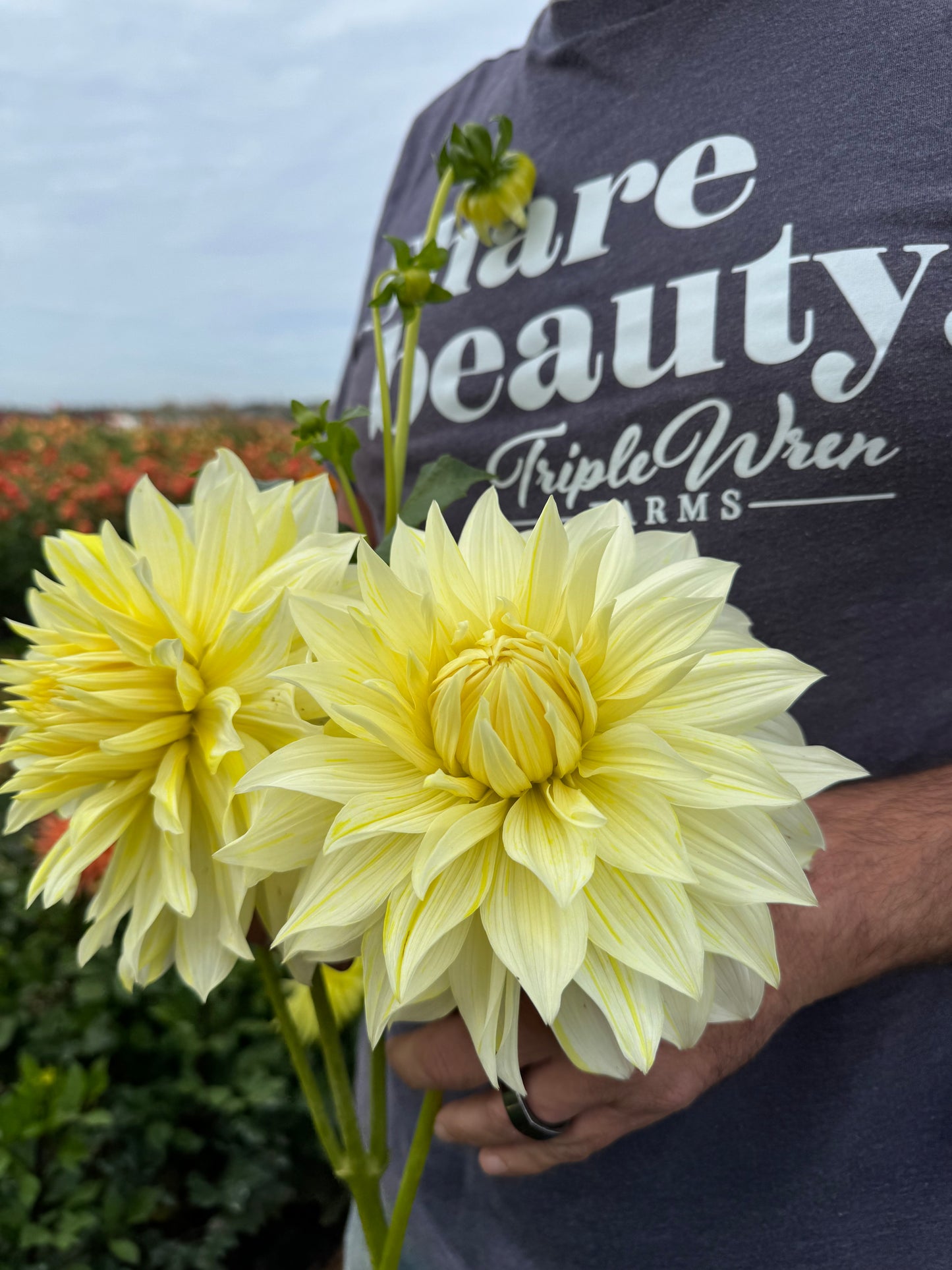 Tubercule de dahlia La Luna