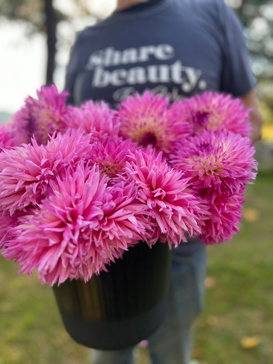 Pink and Fuchsia and light Pink Bloomquist Malloree dahlia tubers from Triple Wren Farms