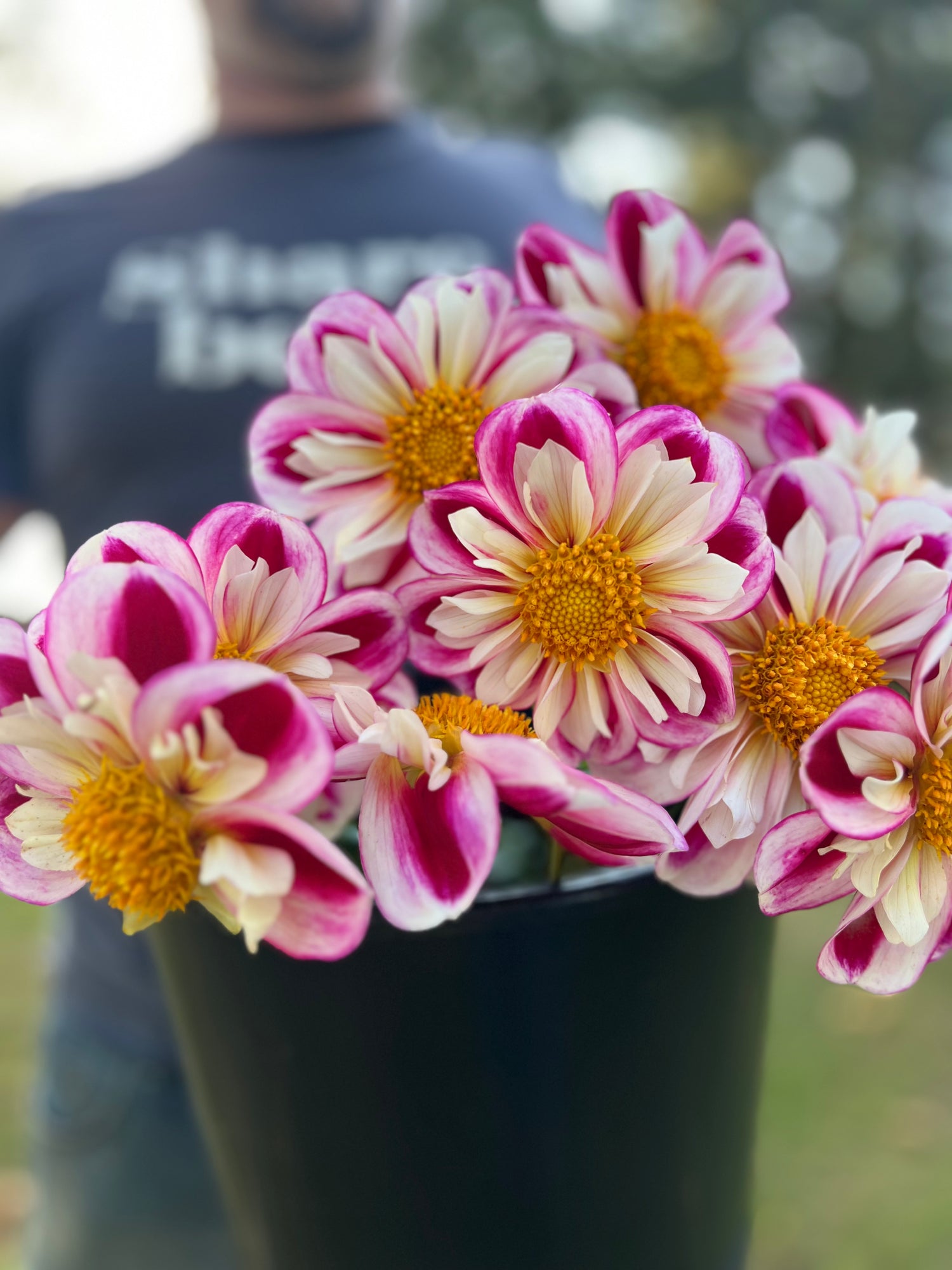 Bumble Rumble Dahlia tubers from Triple Wren Farms 