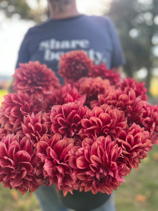 Red and Plum and Mauve and Pink Bloomquist York Dahlia Tubers from Triple Wren Farms