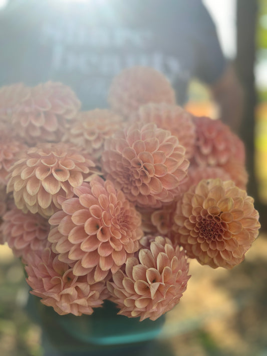 Rock Run Ashley Dahlia Tuber