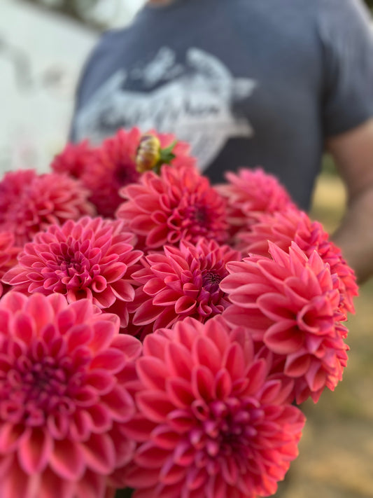 Bloomquist Curt dahlia tubers from Triple Wren Farms