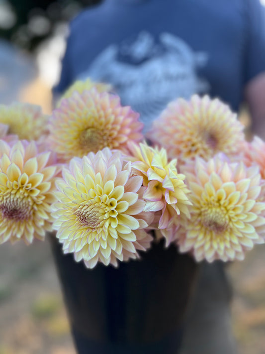 Bloomquist Blush dahlia tuber from Triple Wren Farms