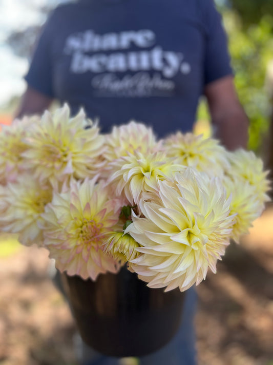 Bloomquist Cream Dahlia tuber from Triple Wren Farms