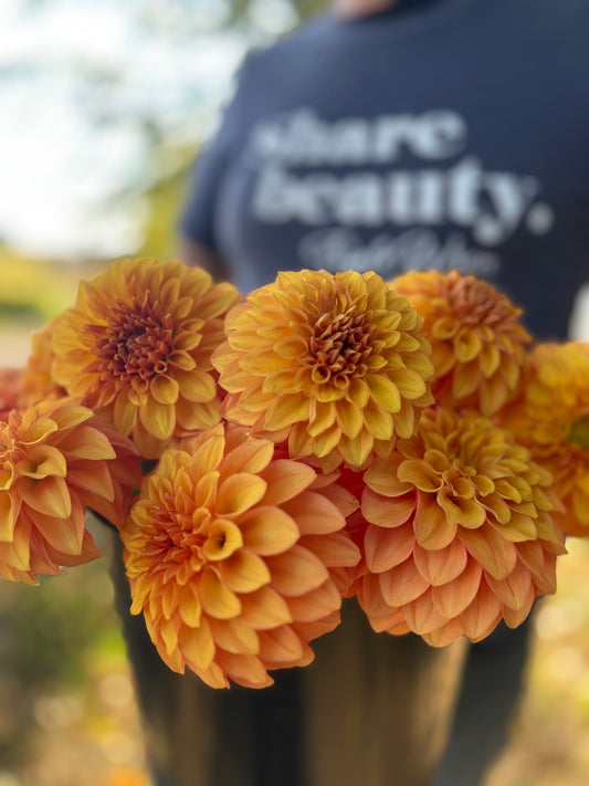 Golden and Yellow and Peach and Honey Bloomquist Mandrake dahlia tubers from Triple Wren Farms