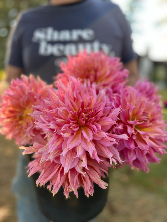 Omega Dahlia Tubers from Triple Wren Farms