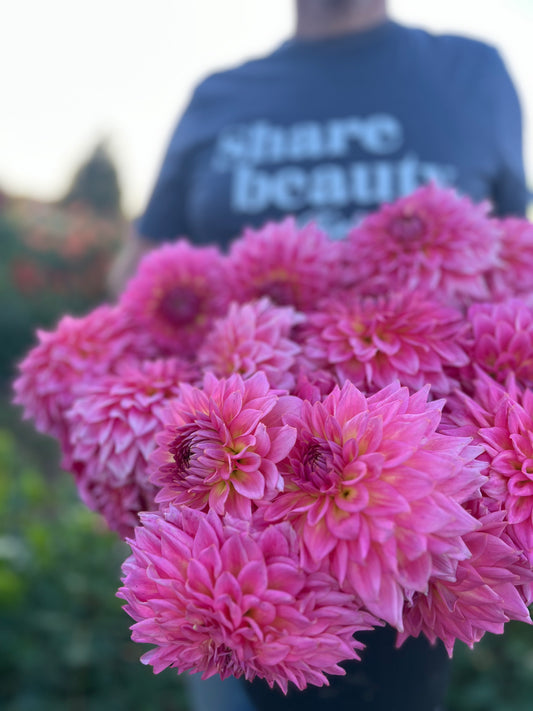 Bloomquist Parasol dahlia tubers from Triple Wren Farms 