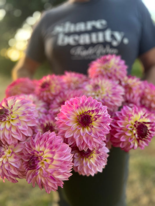 Pink and White and Purple and light yellow and Plum Bloomquist Jody Lynn dahlia tubers from Triple Wren Farms