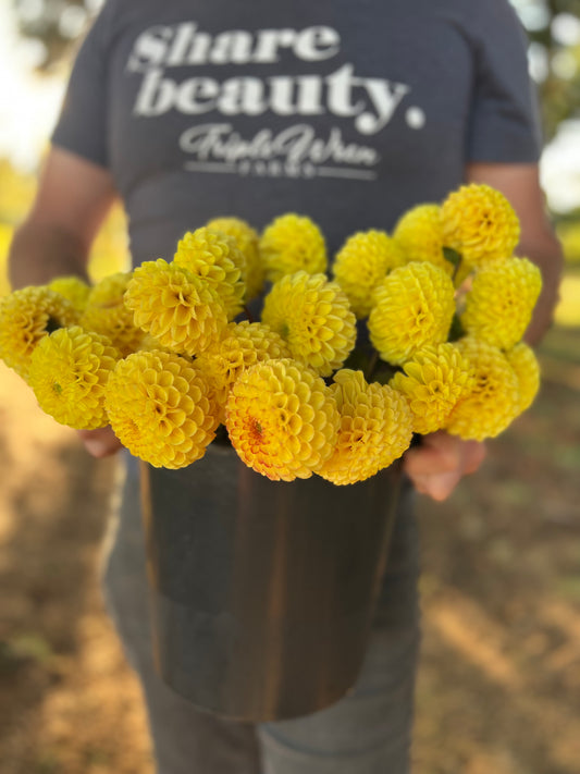 Bloomquist Peaceful dahlia tubers from Triple Wren Farms