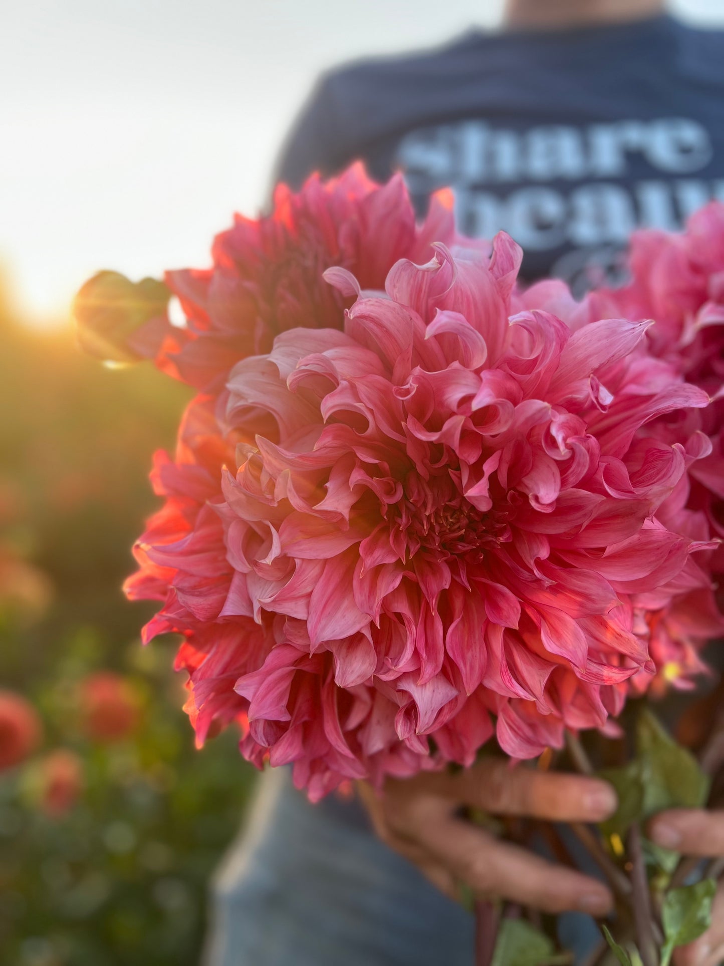 Islander Dahlia Tuber from Triple Wren Farms