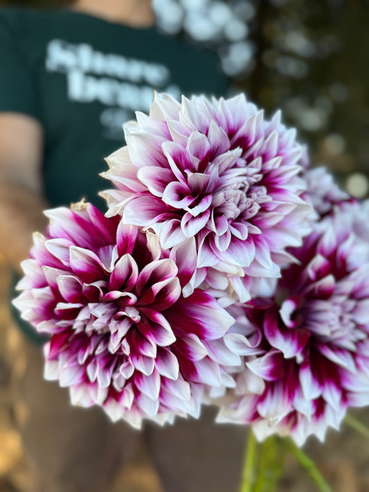 Close-up of three blooming dahlia flowers with white petals and deep magenta-purple tips, held in front of a blurred person wearing a dark green shirt outdoors.