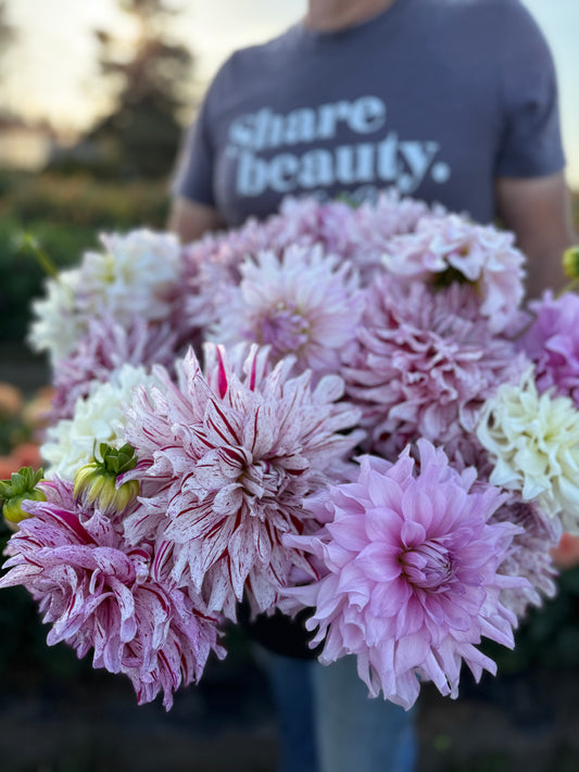 AC Paint Dahlia Tuber