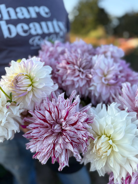 AC Paint Dahlia Tuber