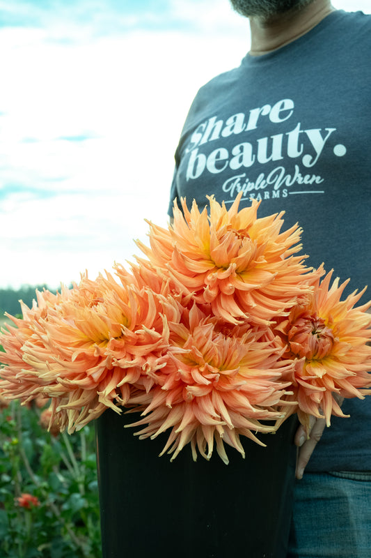 AC Ben dahlia tubers from Triple Wren Farms peach