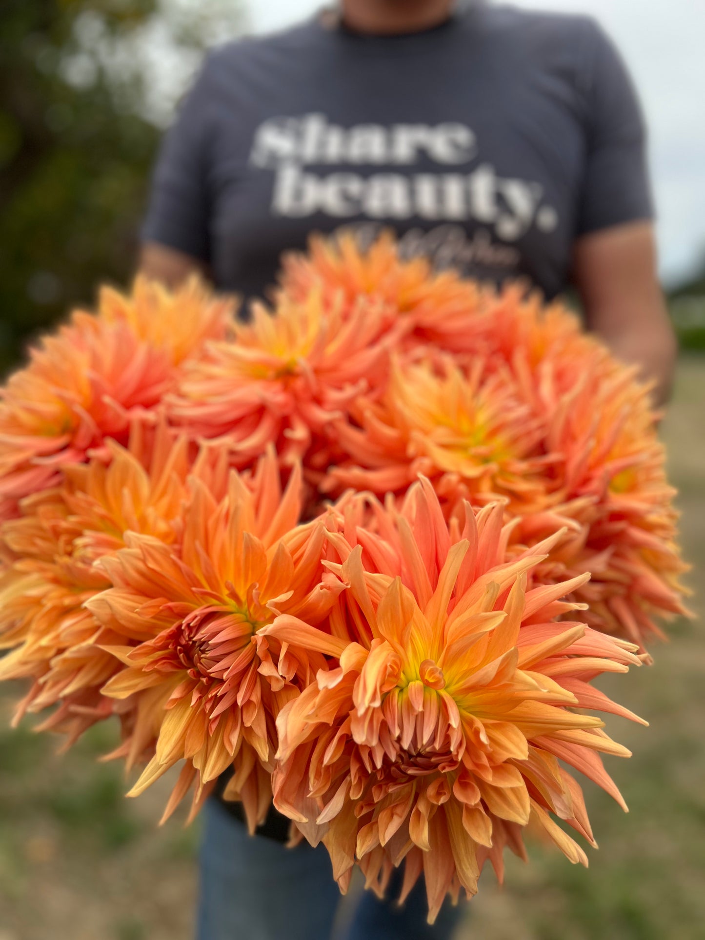 Photo 4 AC Ben dahlia tubers from Triple Wren Farms