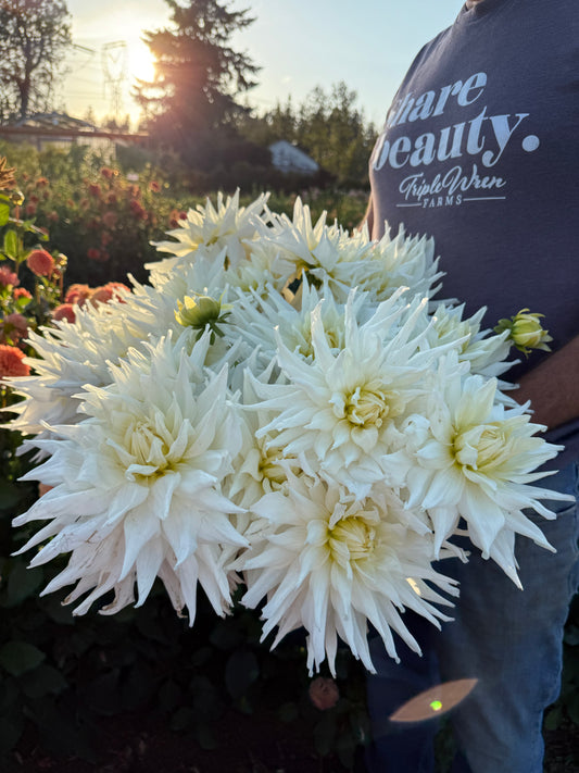 AC Great White Dahlia Tuber