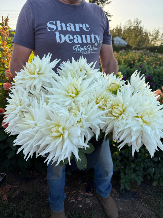 AC Great White Dahlia Tuber