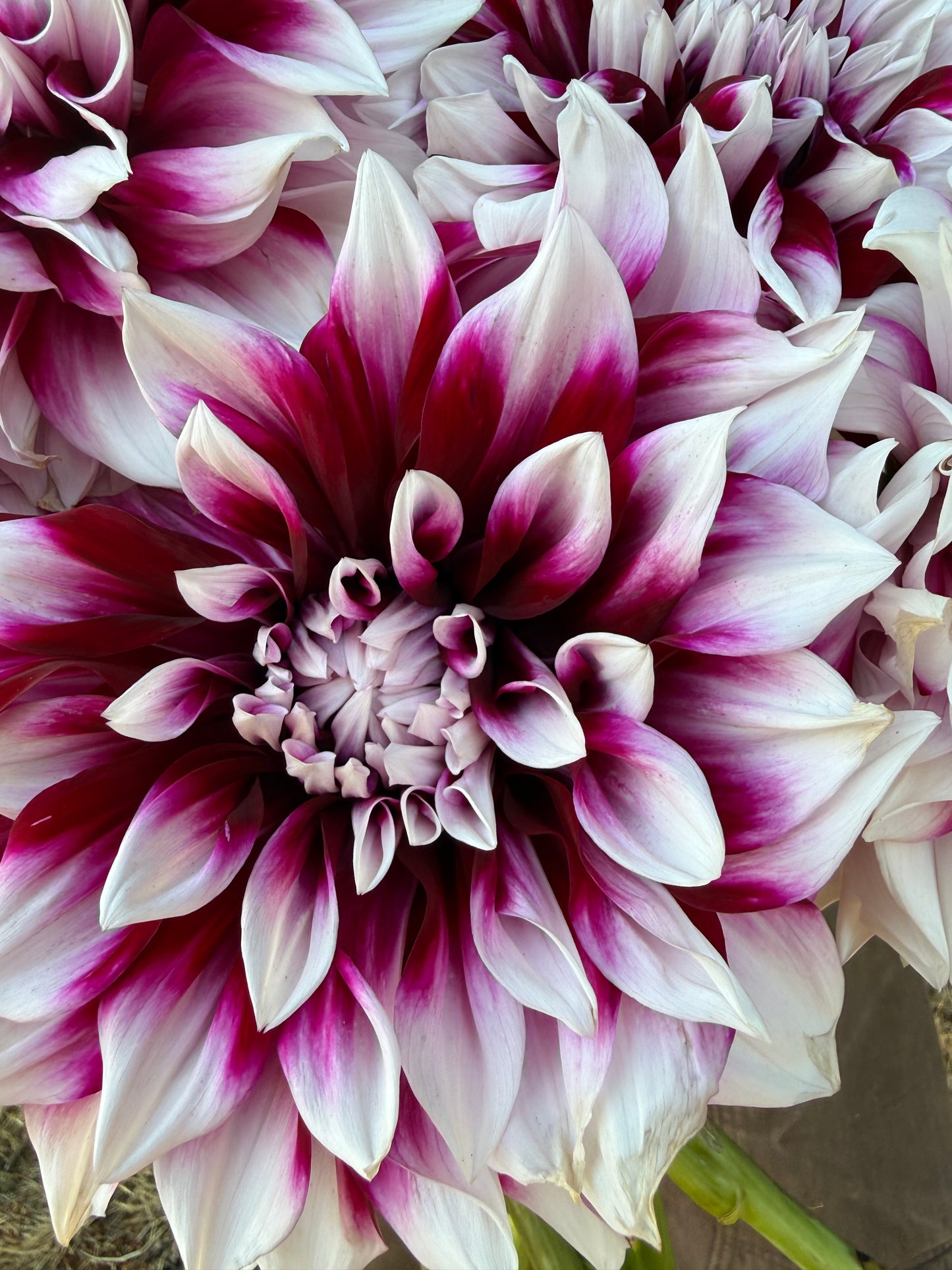 A close-up of a large dahlia flower with layered petals in white fading to deep magenta-purple at the tips, with other similar flowers visible around it.