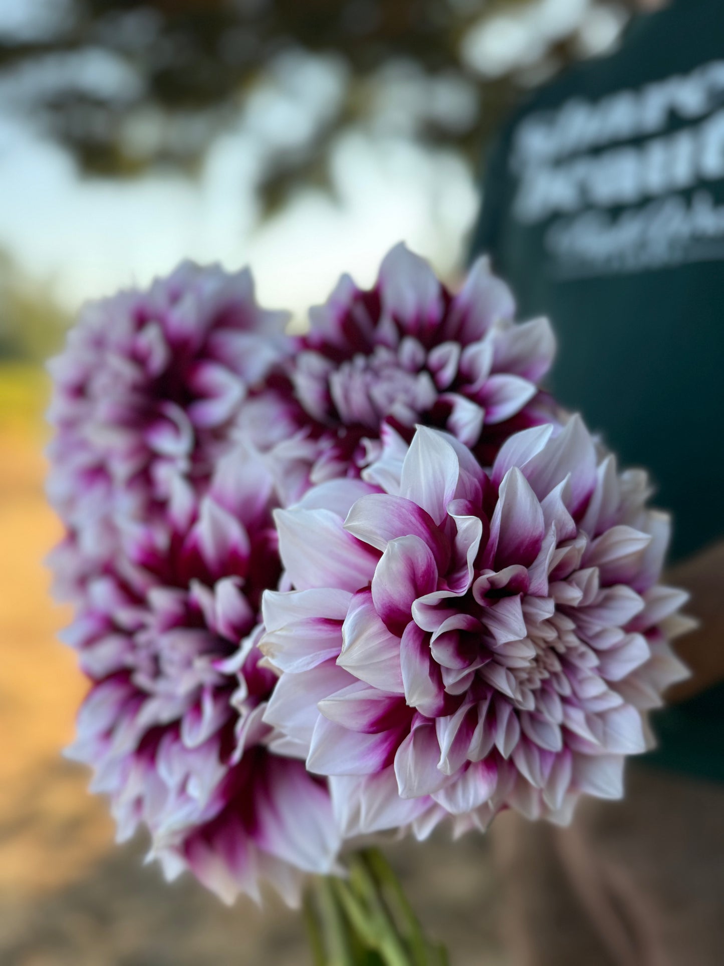 AC Inara Dahlia Tuber