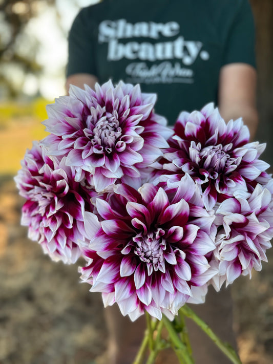 A close-up of several blooming dahlia flowers with white petals and deep purple-magenta tips, held in front of a person wearing a dark green t-shirt with the text 'Share beauty. Calm Pain.