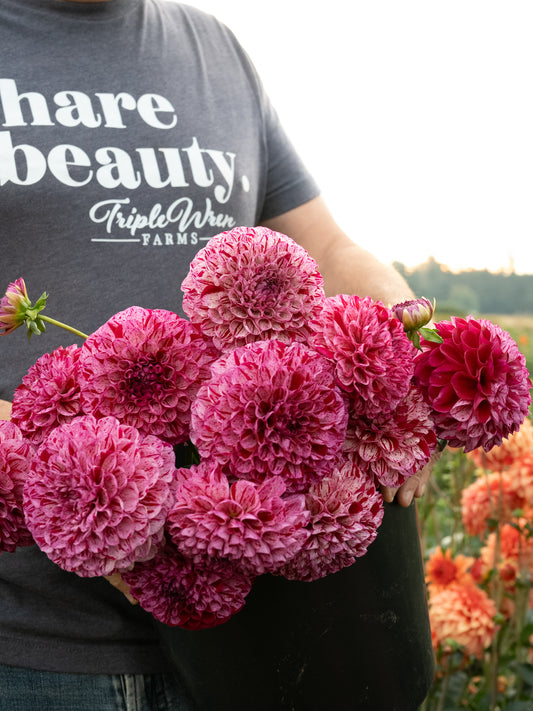 AC White Rabbit dahlia tubers from Triple Wren Farms