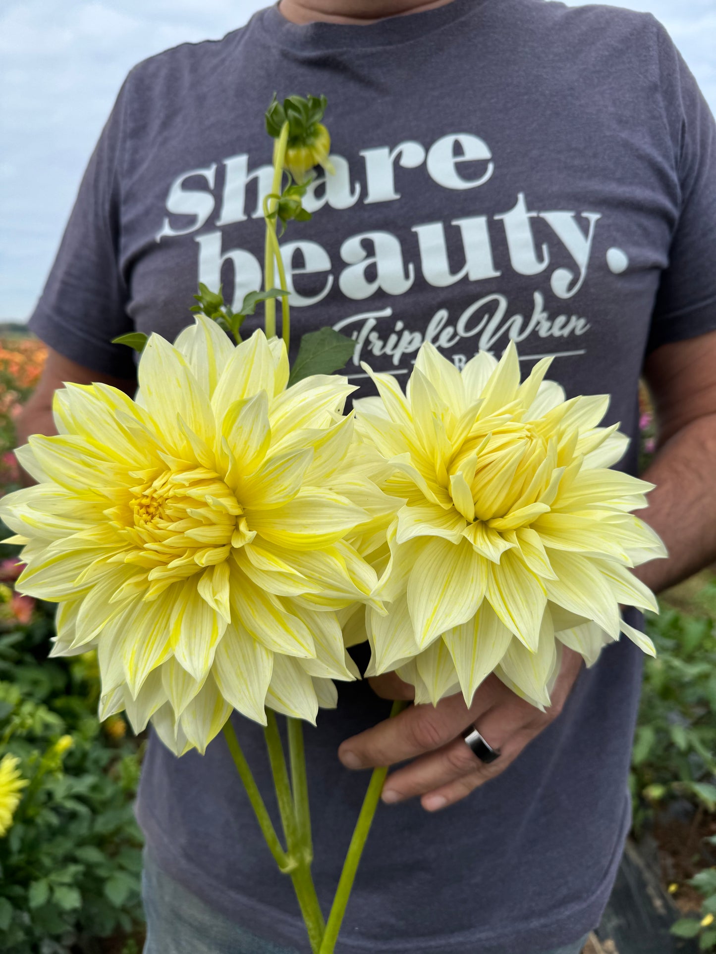 Tubercule de dahlia La Luna