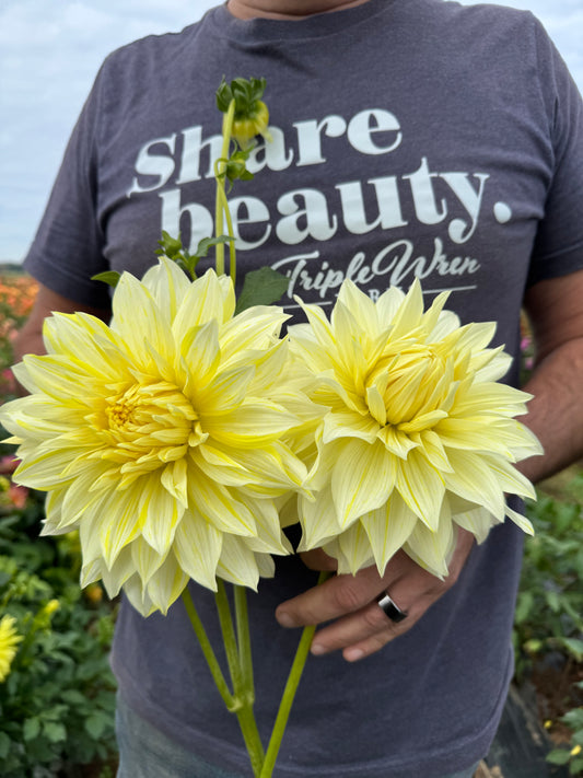 La Luna Dahlia Tuber