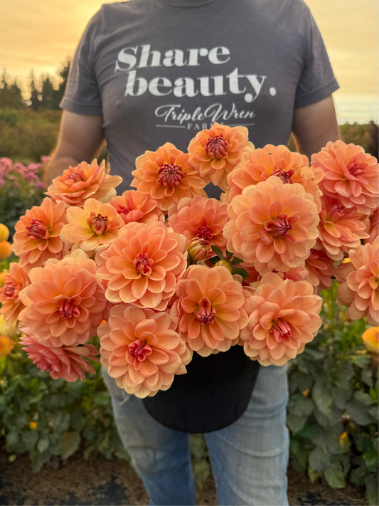 Apricot Desire Dahlia Tuber