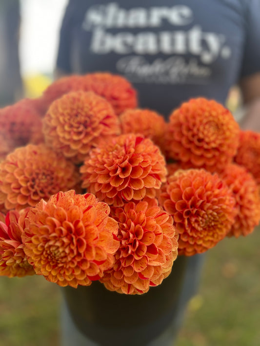 Orange dahlia tubers AC Firefly from Triple Wren Farms