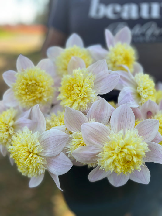 White and Cream and Butter Bloomquist Morris dahlia tubers from Triple Wren Farms