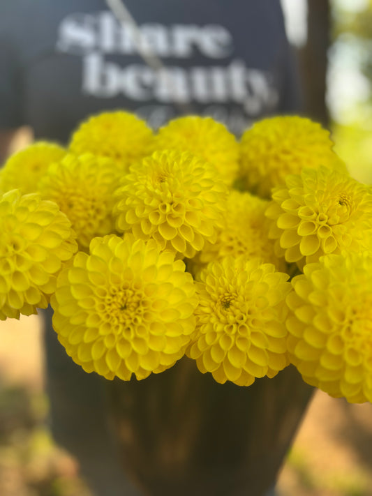 Yellow and Bright Yellow Bloomquist Sandy Dahlia Tubers from Triple Wren Farms