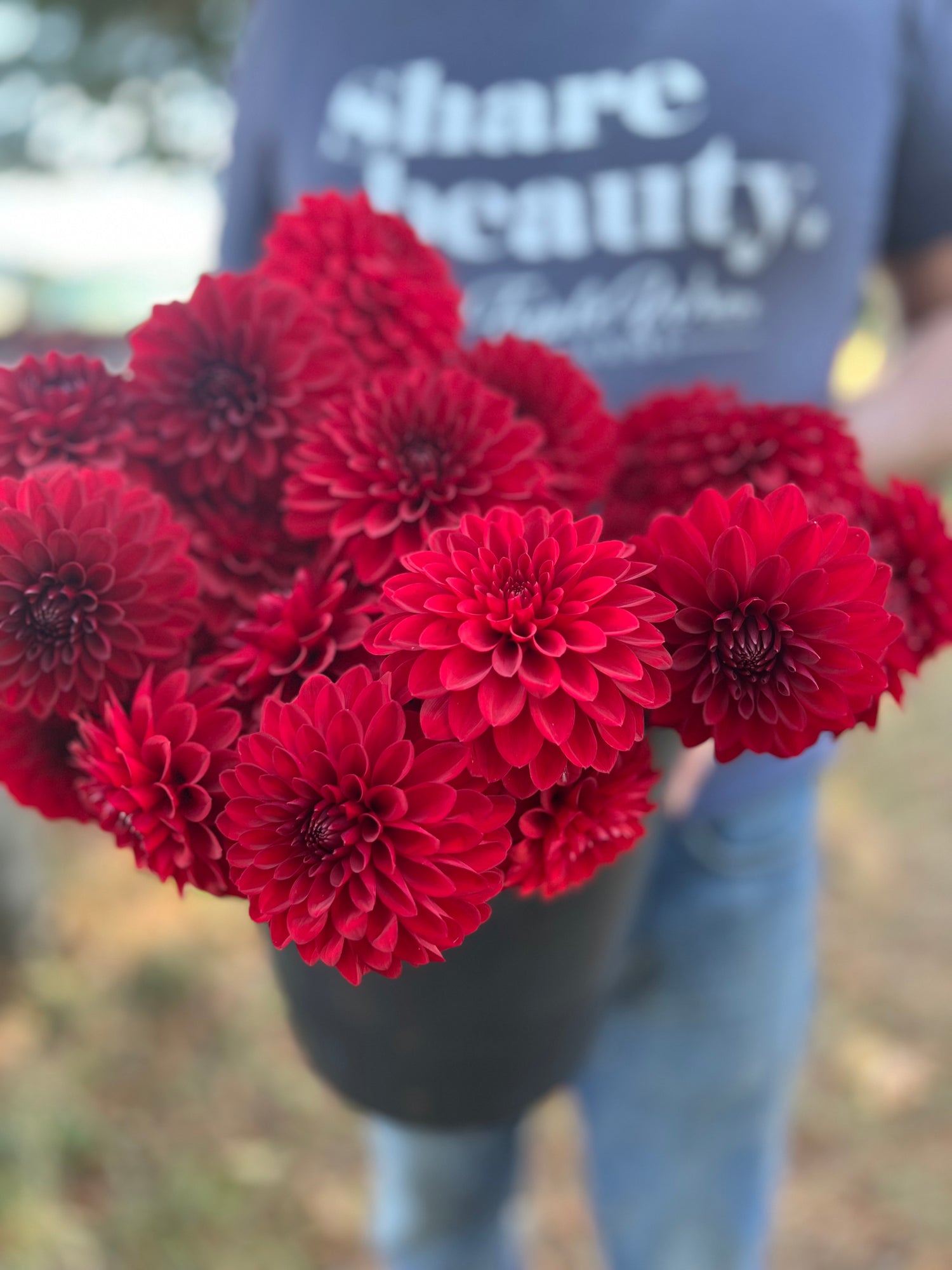 KA's Cardinal Dahlia Tubers from Triple Wren Farms