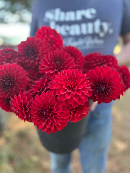 KA's Cardinal Dahlia Tubers from Triple Wren Farms