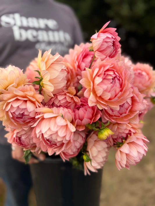 Ms Peachy Dahlia Tuber