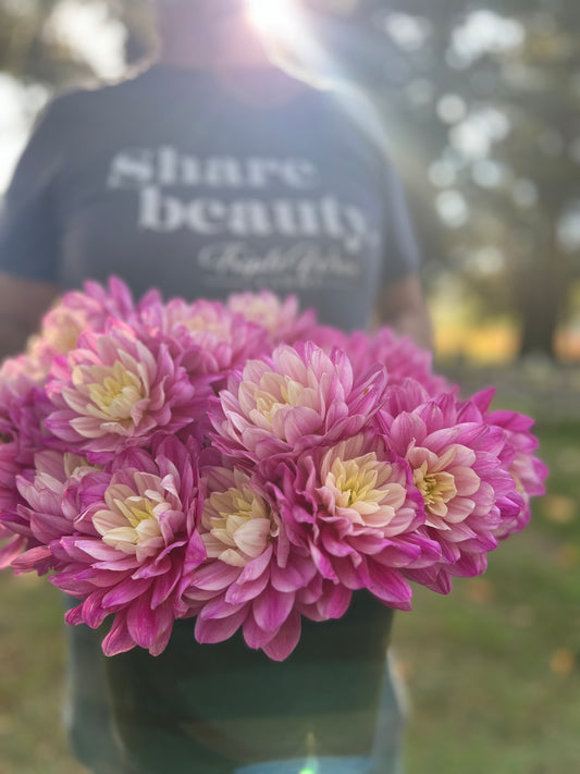 Pink and White and Cream and Purple HollyHill Pink Martini Dahlia Tuber from Triple Wren Farms