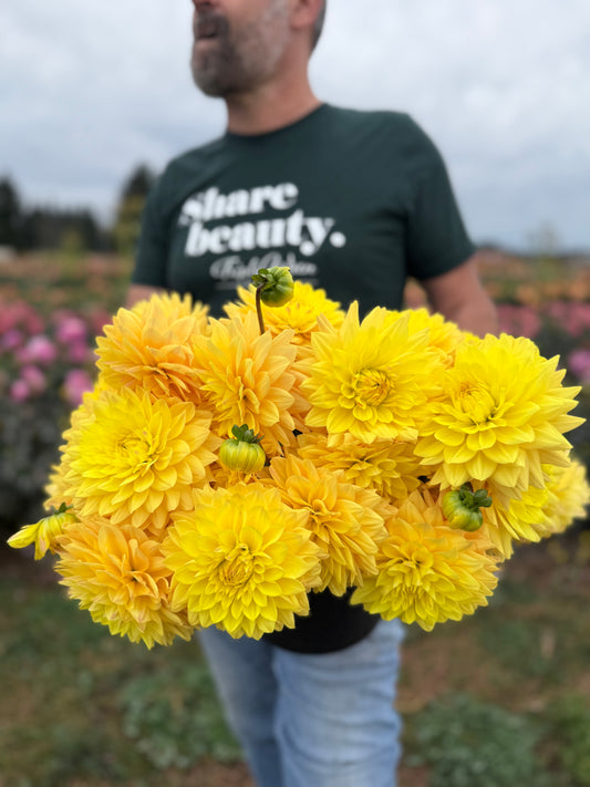 Bloomquist Butterscotch Dahlia Tuber