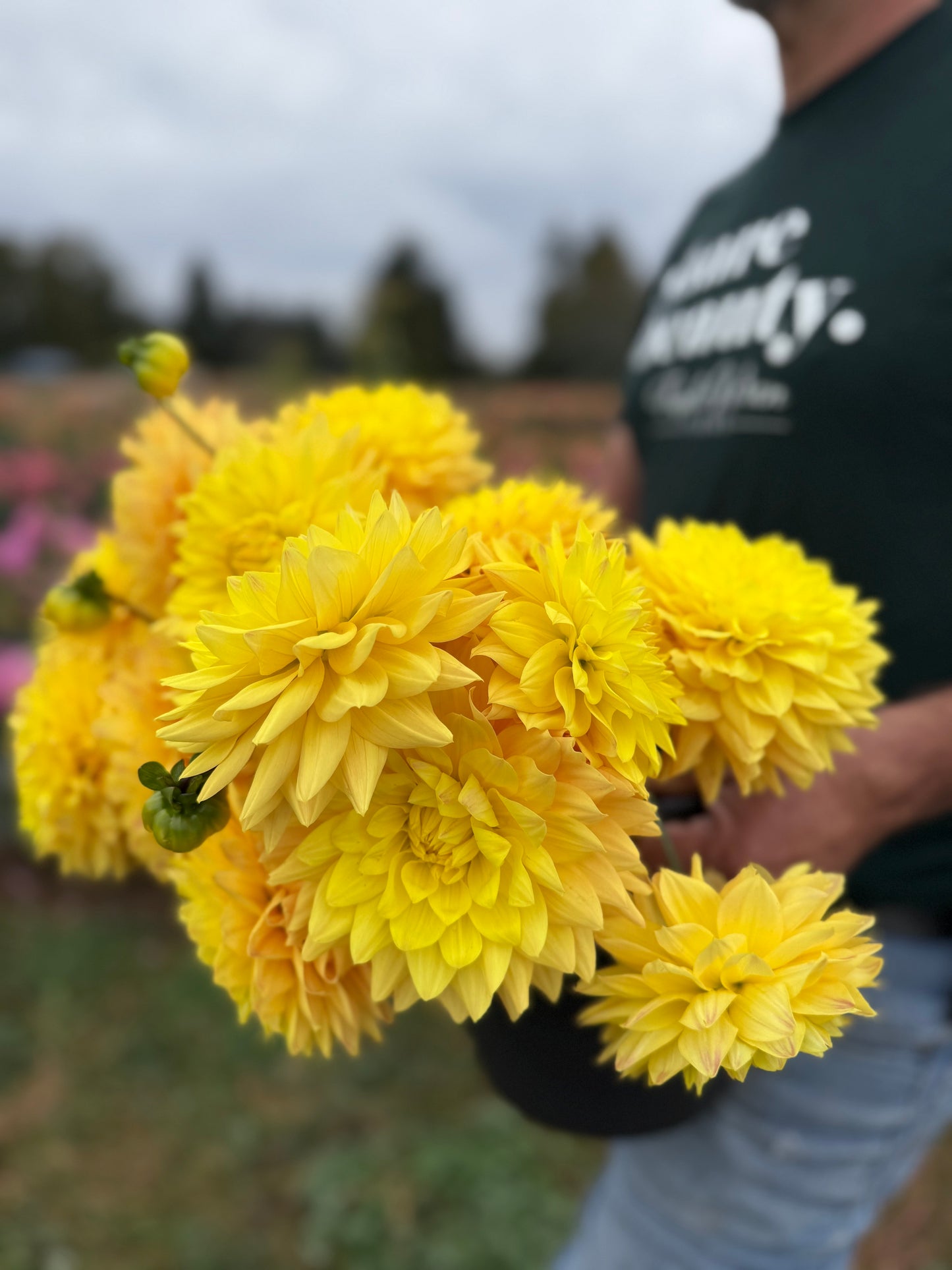 Bloomquist Butterscotch Dahlia Tuber