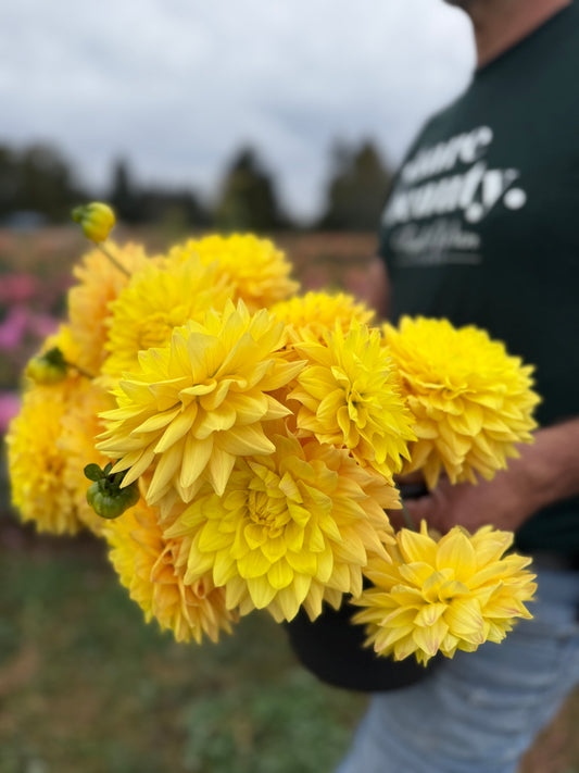 Bloomquist Butterscotch Dahlia Tuber