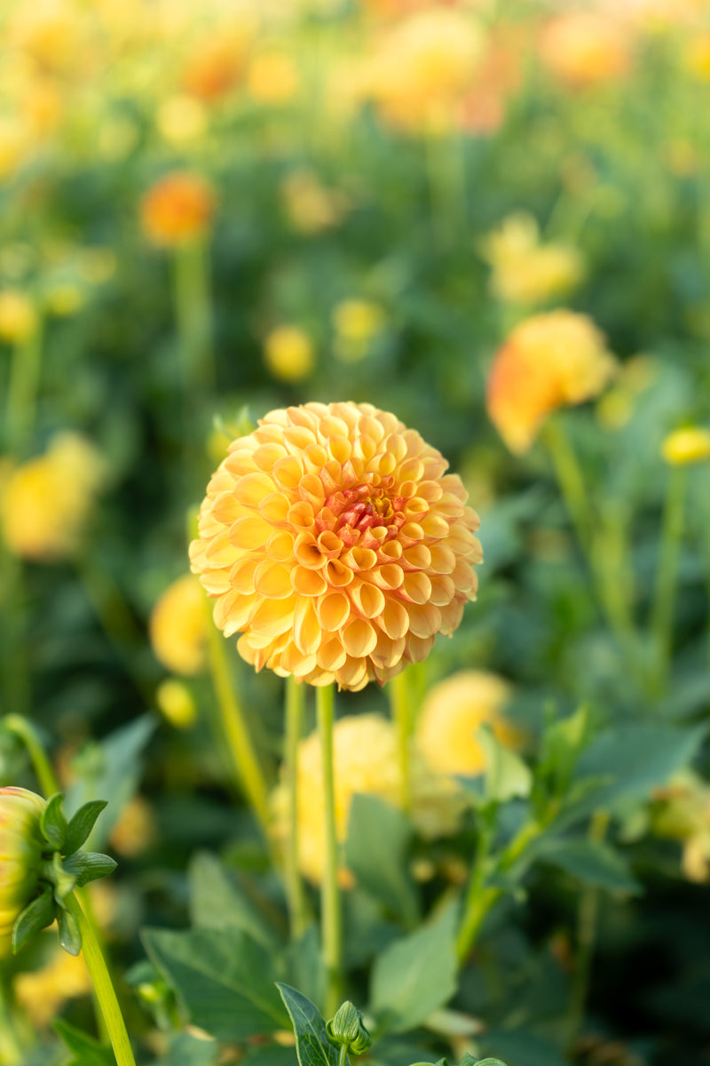 Bloomquist Delicacy Dahlia Tuber