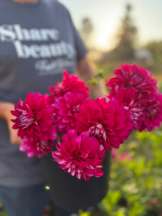 Bloomquist Euphoric Dahlia Tuber