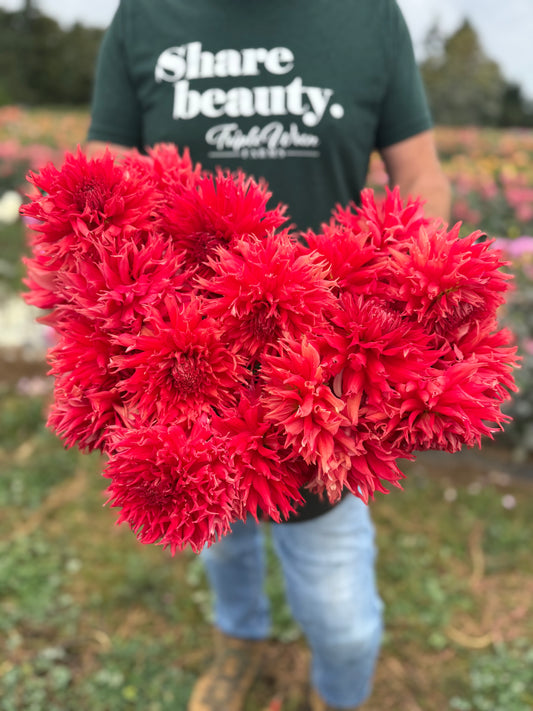 Bloomquist Fearless Dahlia Tuber