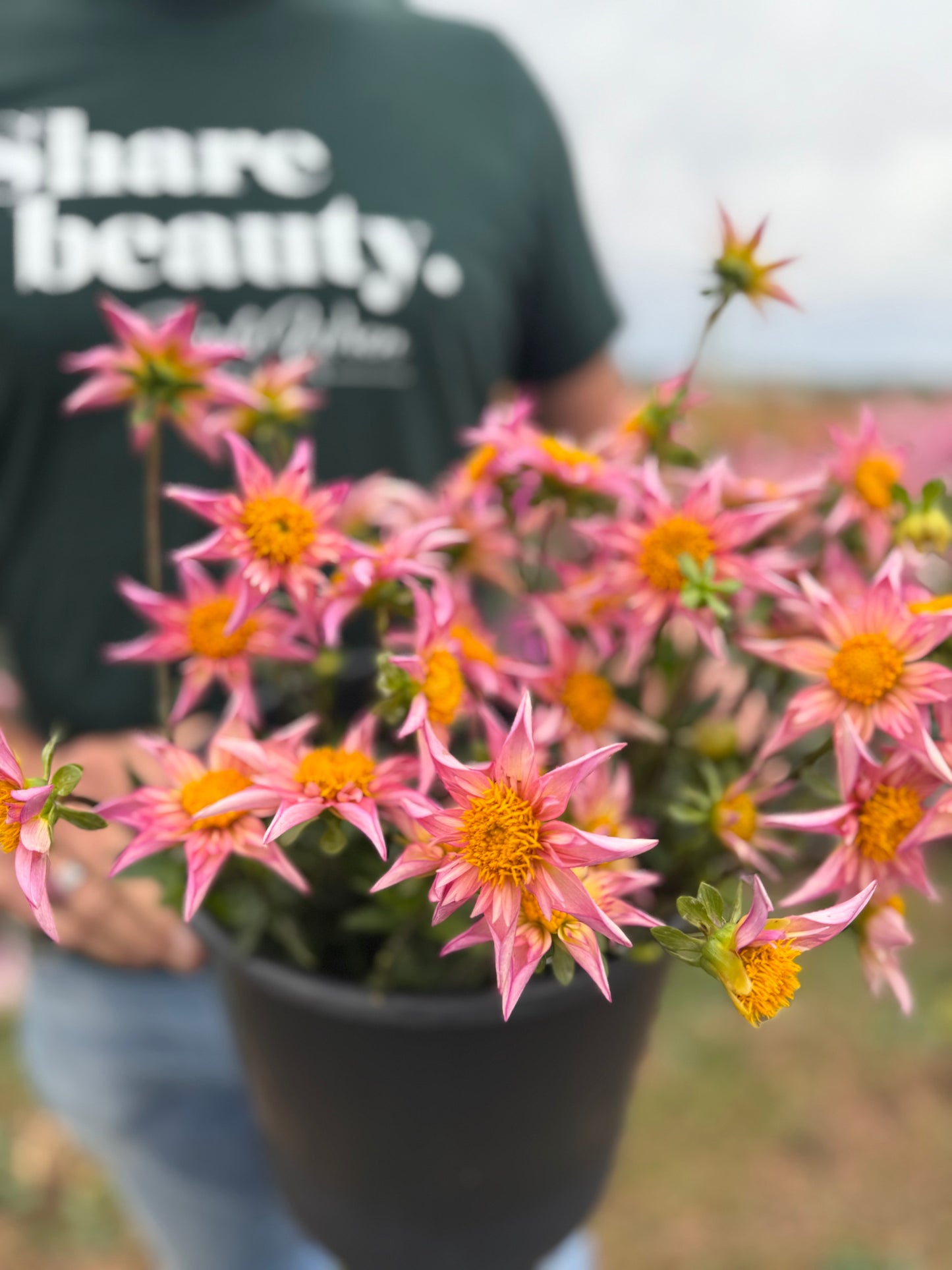 Bloomquist Ginger Dahlia Tuber