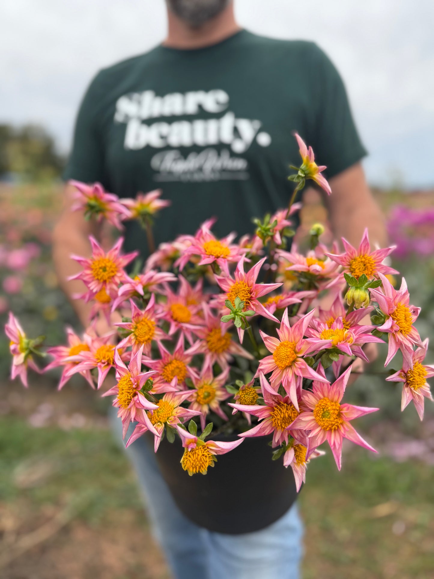 Bloomquist Ginger Dahlia Tuber