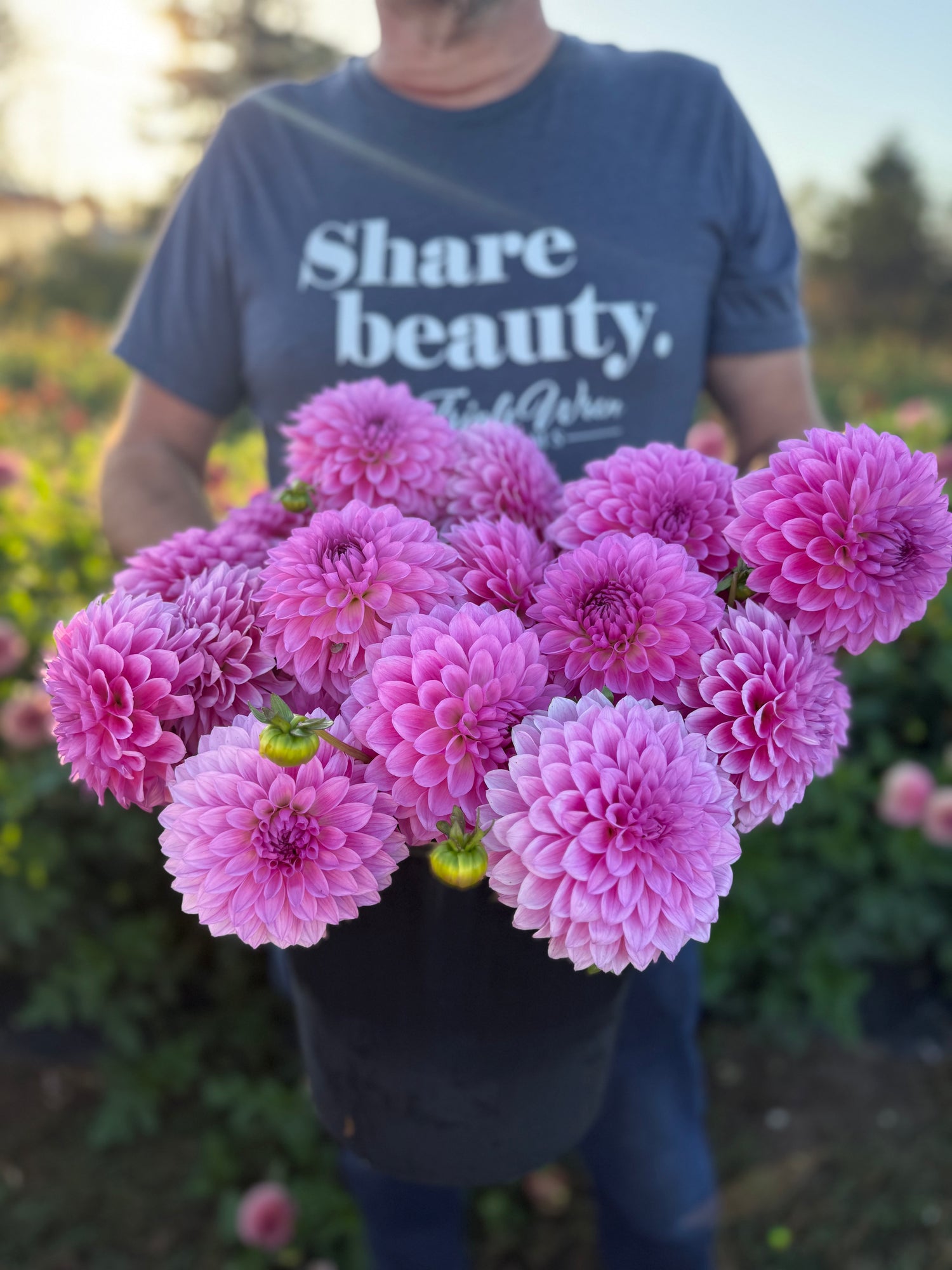 A person in a blue t-shirt holding a large cluster of blooming pink dahlia flowers in a garden setting.